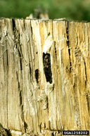 1258202