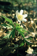 1261081