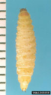 1265059