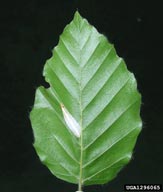 1296065