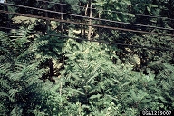 1299007