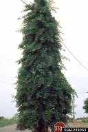 1299063