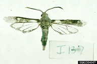 1304067
