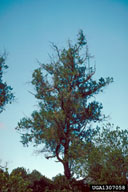 1307058