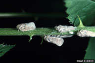 1310003