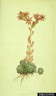 1316051