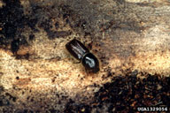 1329056