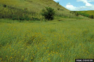 1350038