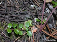 1363251
