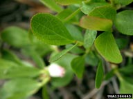 1364445