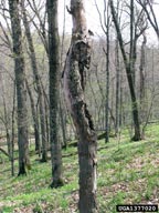 1377020