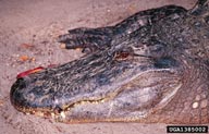 1385002