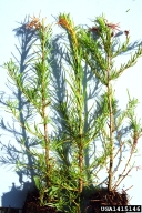 1415146