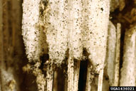 1436021