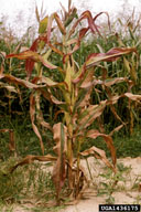 1436175