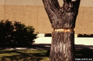 1455146