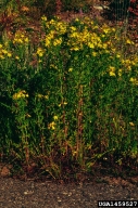 1459527