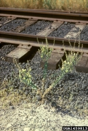 1459813