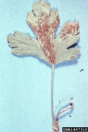 1467310