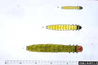 1468013