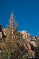 1468031