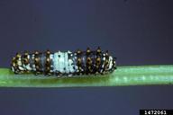 1472061