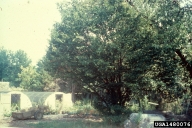 1480076