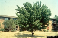 1480361
