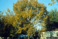 1480515