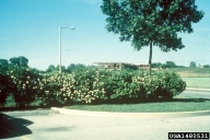 1480531