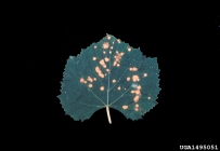 1495051