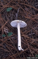 1498185