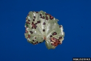 1525043