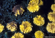 1525413