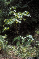 1539063