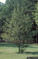 1539084