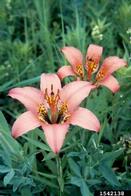 1542138