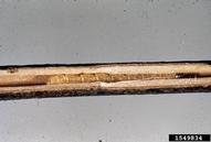1549834