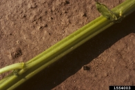 1554003