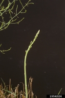 1554026