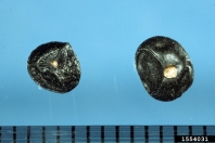 1554031