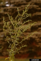 1554043