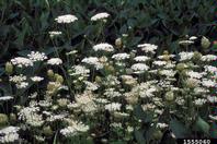 1555060