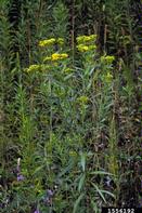 1556192