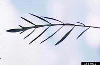 1557012