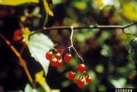 1558044