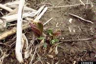 1558290