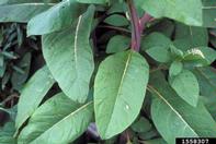 1558307