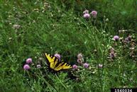 1560036
