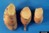 1563648
